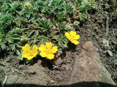 Potentilla concinna