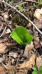 Galearis spectabilis