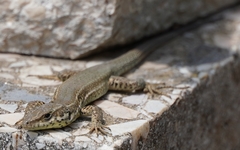 Podarcis liolepis