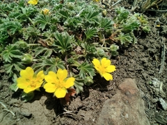 Potentilla concinna