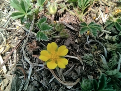 Potentilla concinna