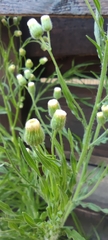 Erigeron bonariensis