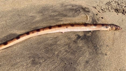 Short-tailed viper-eel
