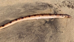 Scytalichthys miurus