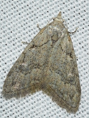 Nola thymula