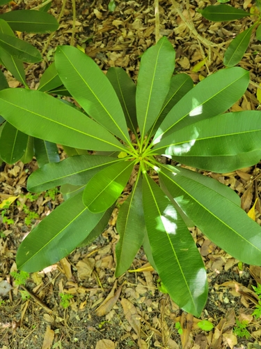 Ochrosia elliptica