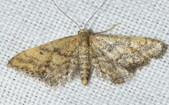Idaea deitanaria