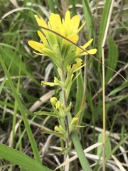 Castilleja coccinea