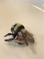 Bombus huntii