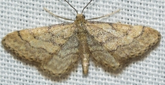 Idaea deitanaria