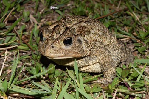 Southern Toad, photo 8 of 10