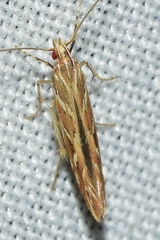Pyroderces argyrogrammos