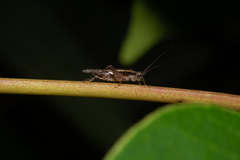 Anaxipha imitator