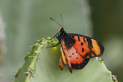 Acraea acara