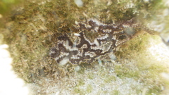 Botrylloides leachii