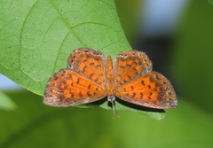 Parvospila lucianus