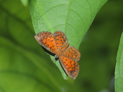 Parvospila lucianus