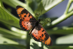 Acraea acara