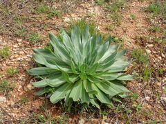 Echium boissieri