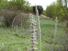 Echium boissieri