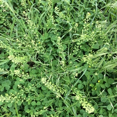 Lepidium virginicum