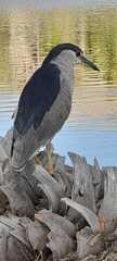 Nycticorax nycticorax