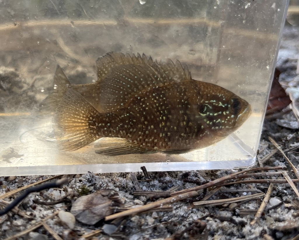 Banded sunfish (Enneacanthus obesus) — Centrarchidae