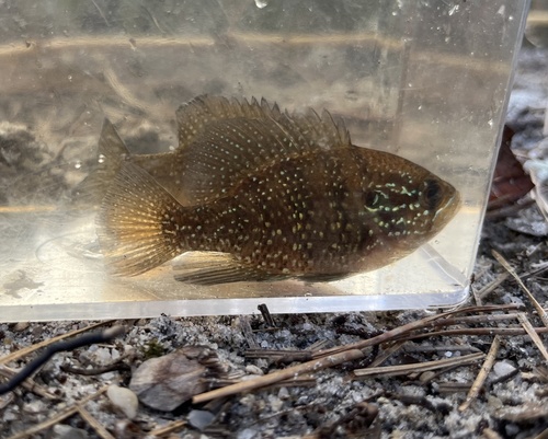 Banded sunfish (Enneacanthus obesus) — Centrarchidae