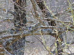 Ficedula hypoleuca