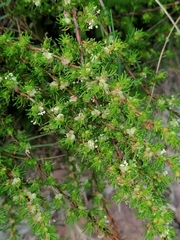 Cliffortia filifolia