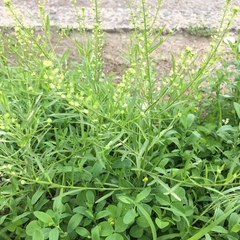 Lepidium virginicum