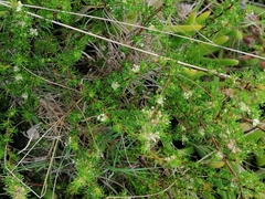 Cliffortia filifolia