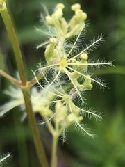 Valeriana edulis ciliata