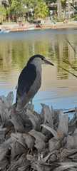 Nycticorax nycticorax