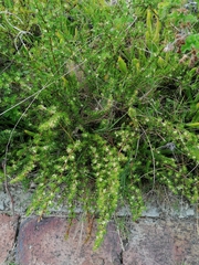 Cliffortia filifolia