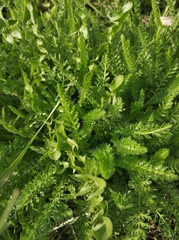 Achillea millefolium