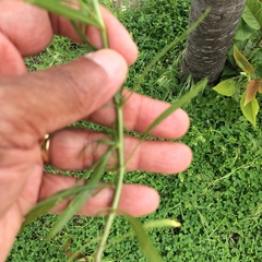 Lepidium virginicum