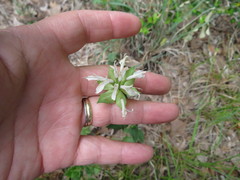 Monarda lindheimeri