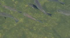 Trachinotus carolinus