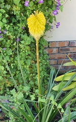 Kniphofia fibrosa