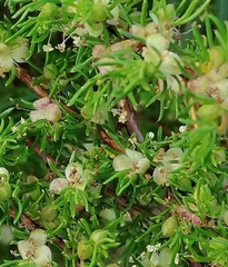 Cliffortia filifolia