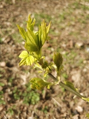 Acer negundo
