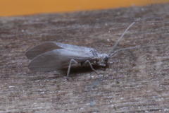 Conwentzia pineticola