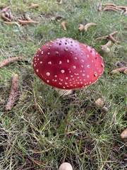 Amanita muscaria muscaria