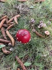 Amanita muscaria muscaria
