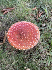 Amanita muscaria muscaria