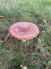Amanita muscaria muscaria