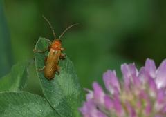 Cantharis cryptica