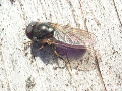 Cheilosia pagana