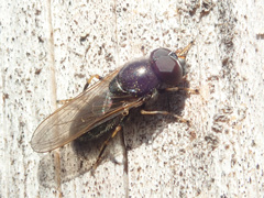 Cheilosia pagana
